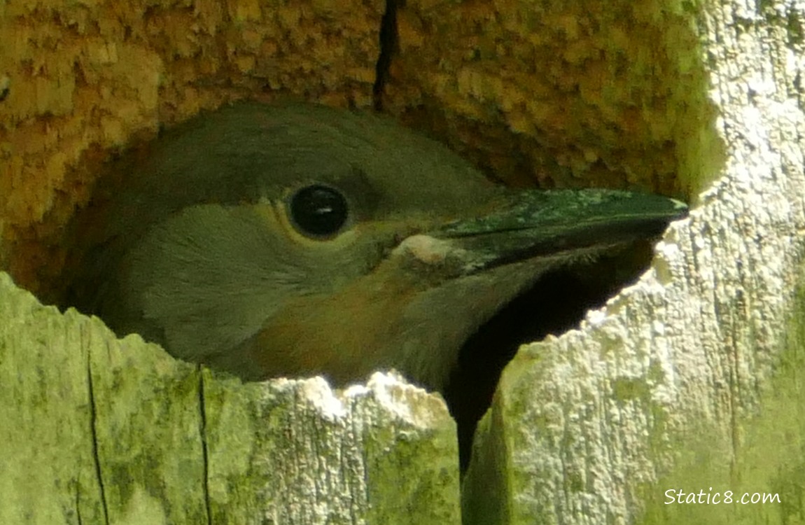 Flicker baby looking out from the nest hole