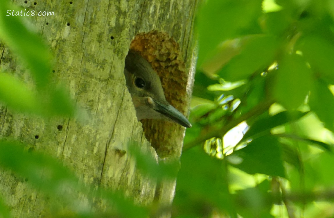 Flicker baby looking out from the nest hole