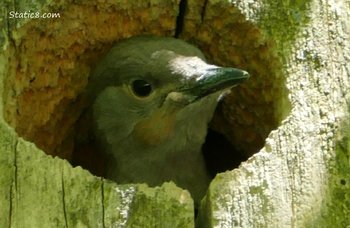 Flicker baby looking out from the nest hole