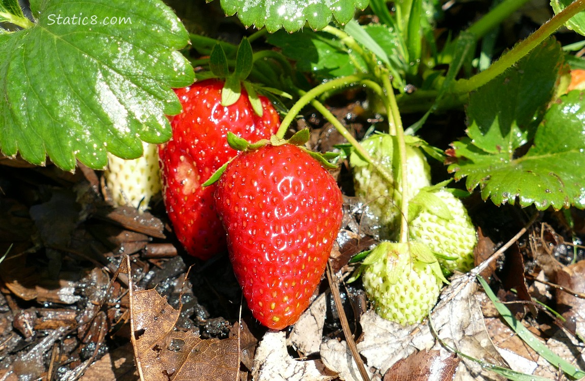 Strawberry fruits ripening on the plant