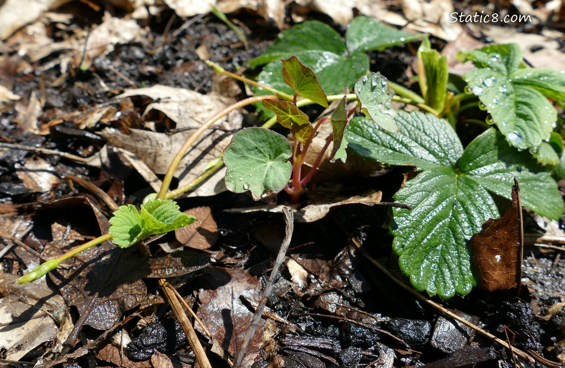Small Nasturtium plant growing with a small Strawberry plant