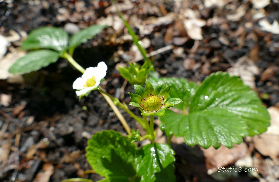 Strawberry fruit developing on the plant