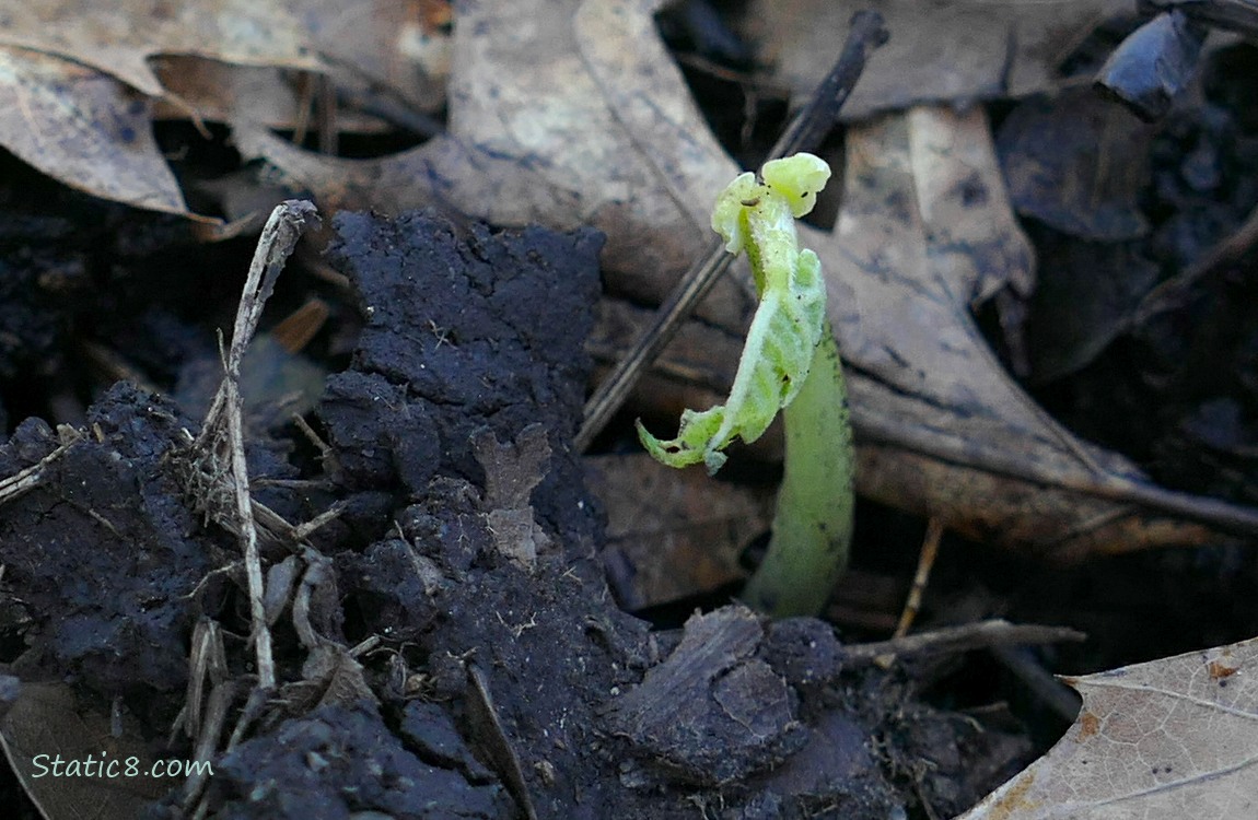 broken bean seedling