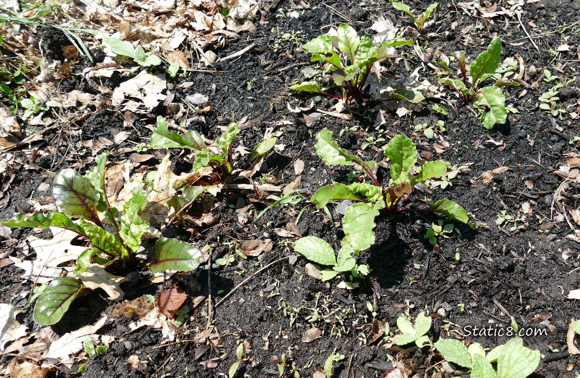 Beets growing in the dirt