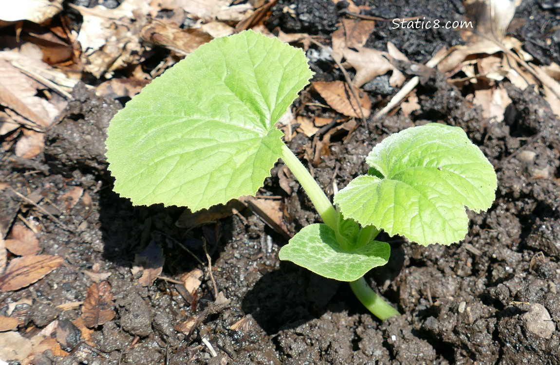 Small Squash plant growing in the dirt
