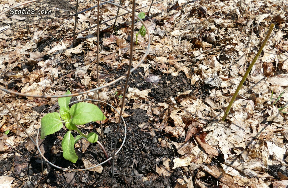 Small sunflower growing in the ground