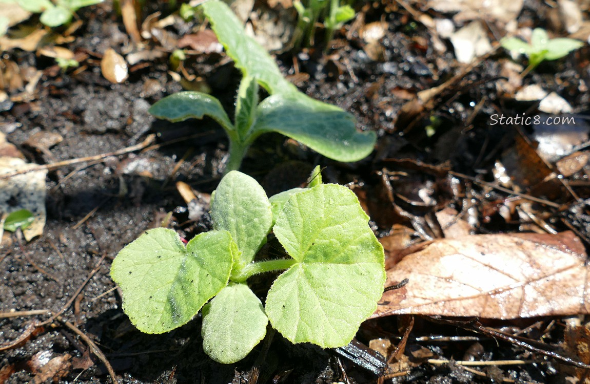 Small Squash plants growing in the dirt