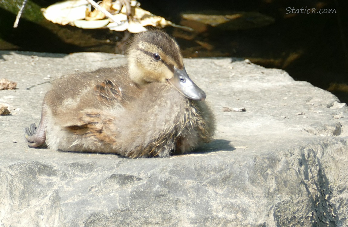 Duckling sitting on a rock