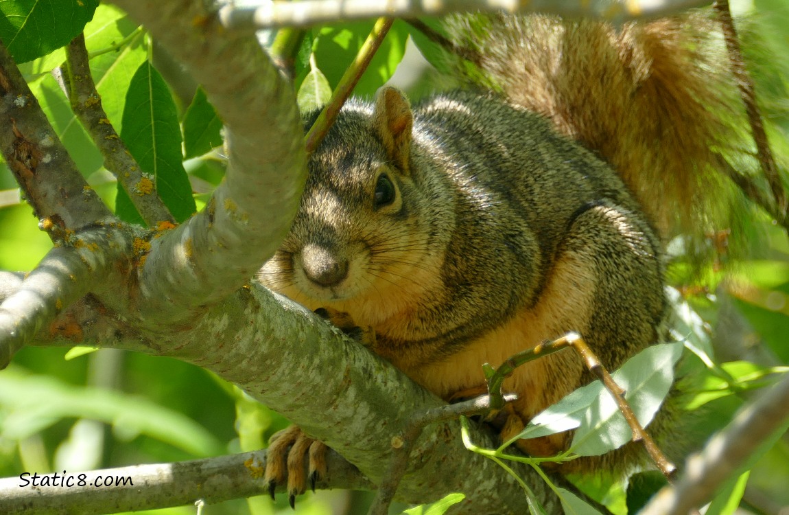 Squirrel resting on a branch in a tree