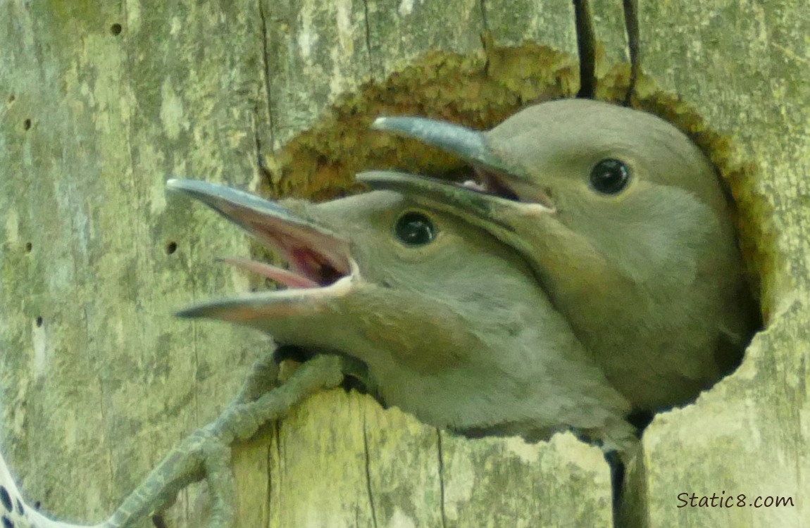 Two Flicker babies at the nest hole