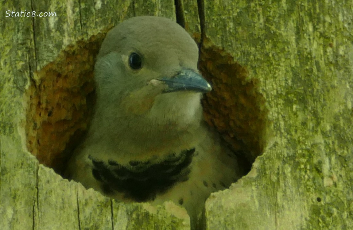 Flicker baby looks out from the nest hole