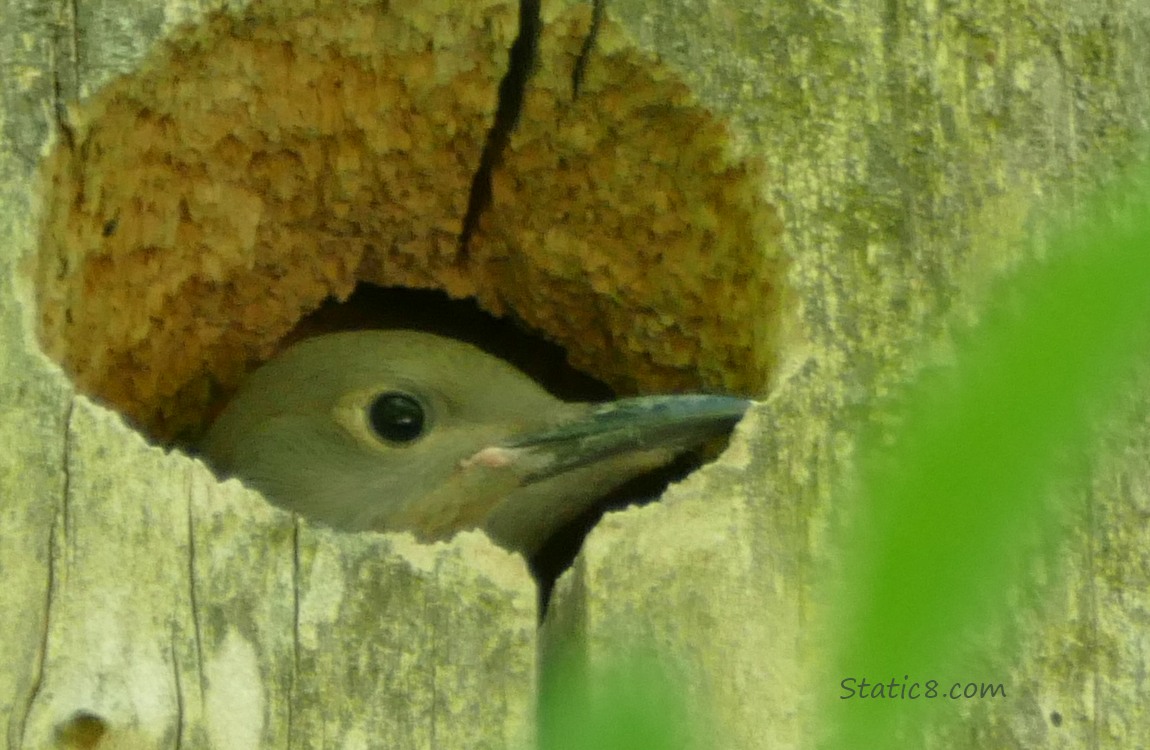 Flicker baby looking out from the nest hole
