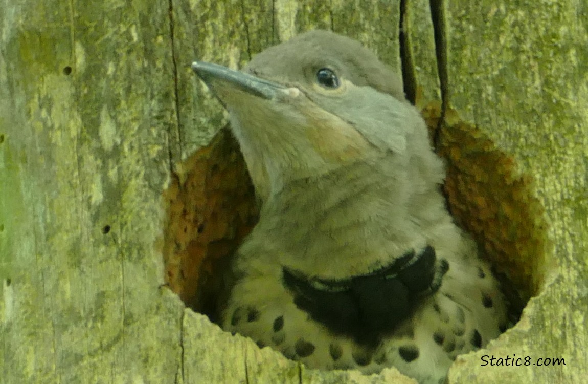 Flicker baby looking out of the nest hole