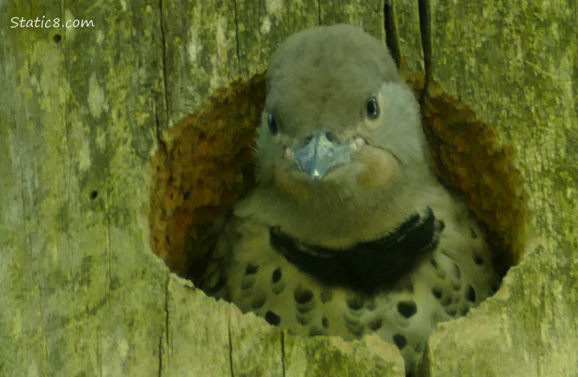 Flicker baby looks out from the nest hole
