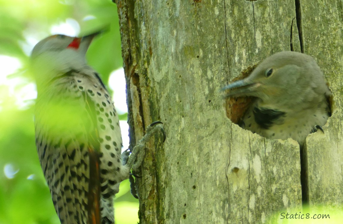 Parent and baby at the nest hole