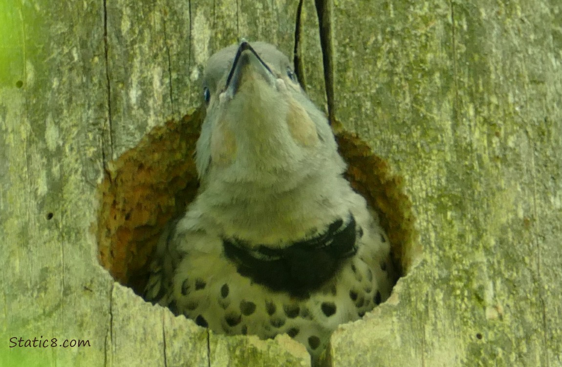Flicker baby looks out of the nest hole