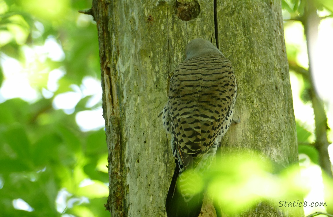 Flicker parent perched outside the nest hole