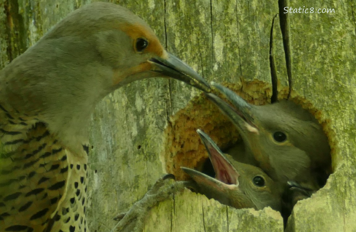 Flicker parent feeding babies at the nest hole