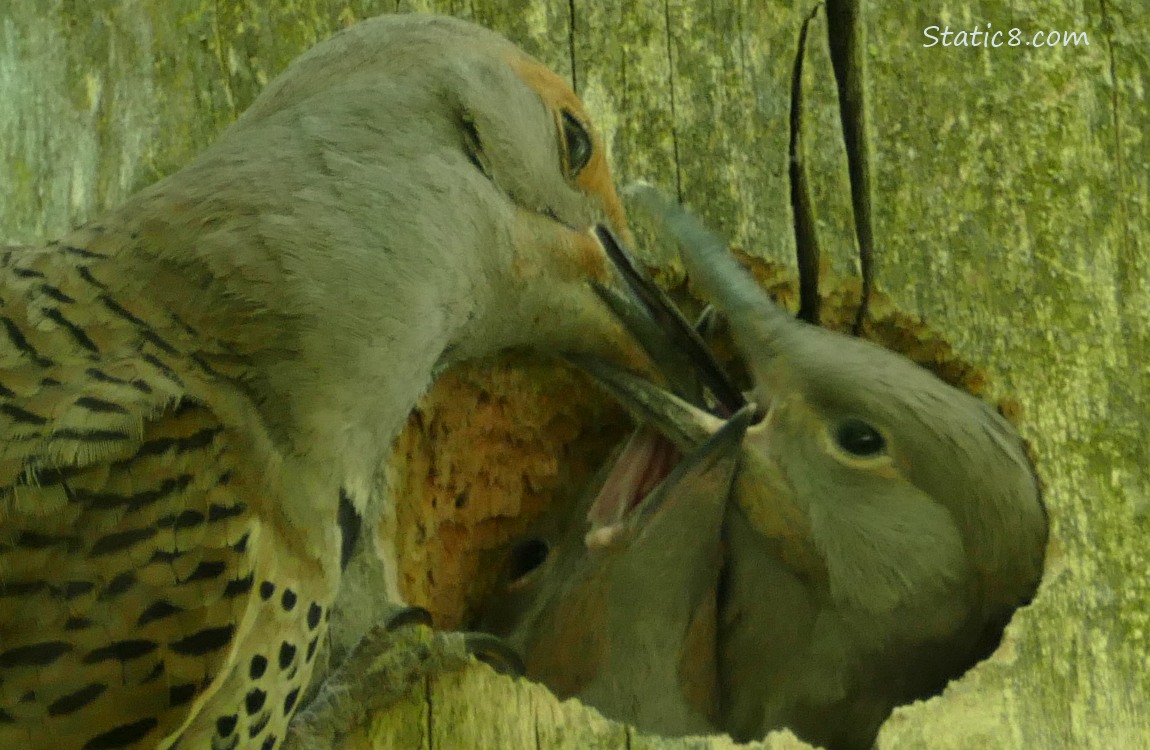 Flicker parent feeding babies at the nest hole