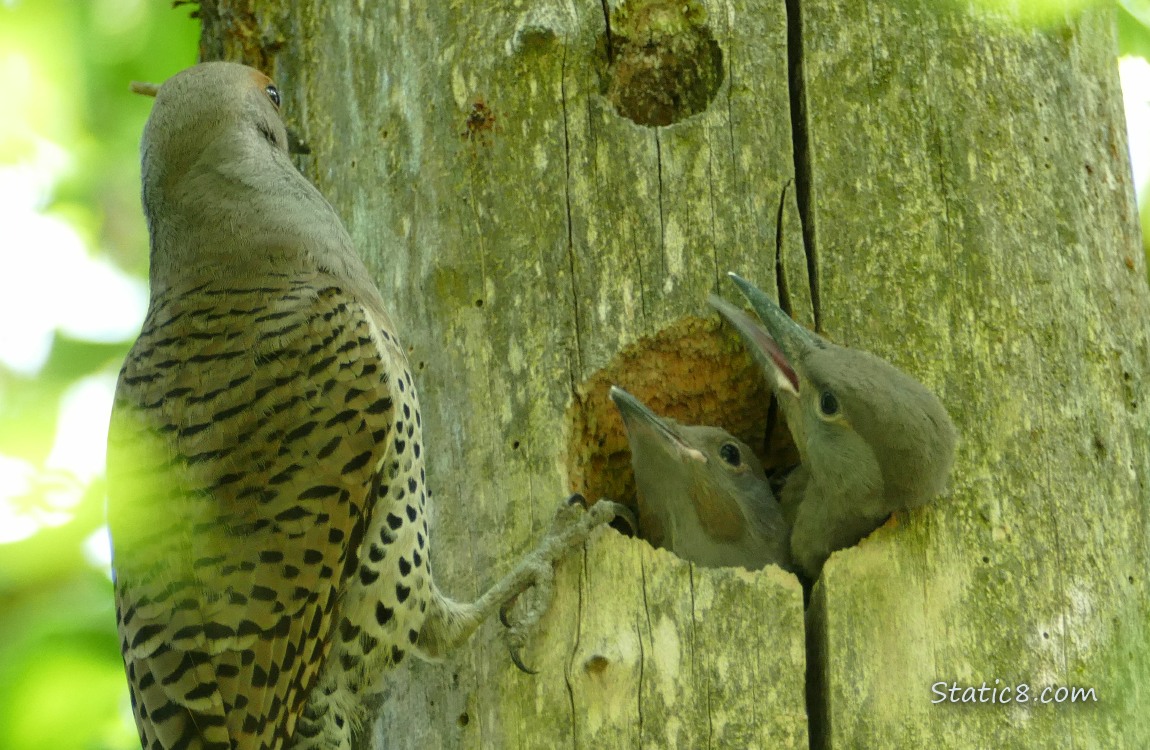Flicker parent on the side of the tree next to the nest hole