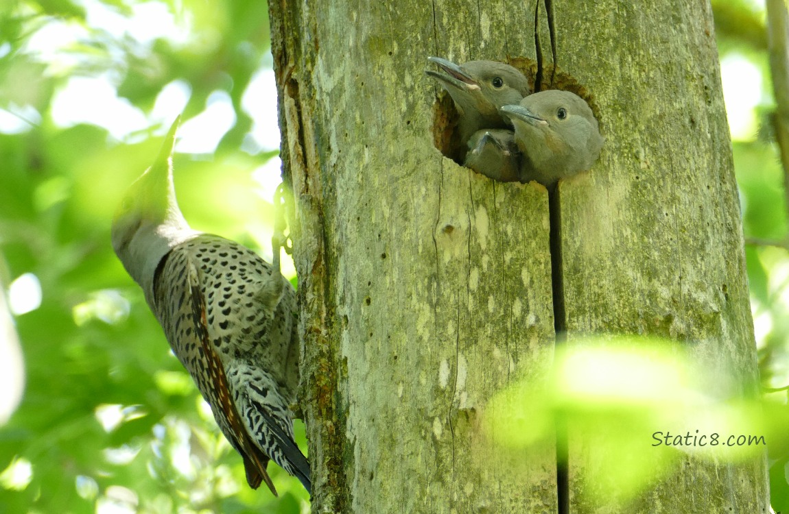 Flicker parent standing on the side of the tree next to the nest hole where three babies are looking out at her