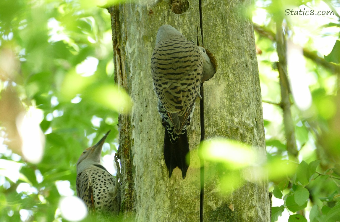 Both Flicker parents on the tree outside the nest hole
