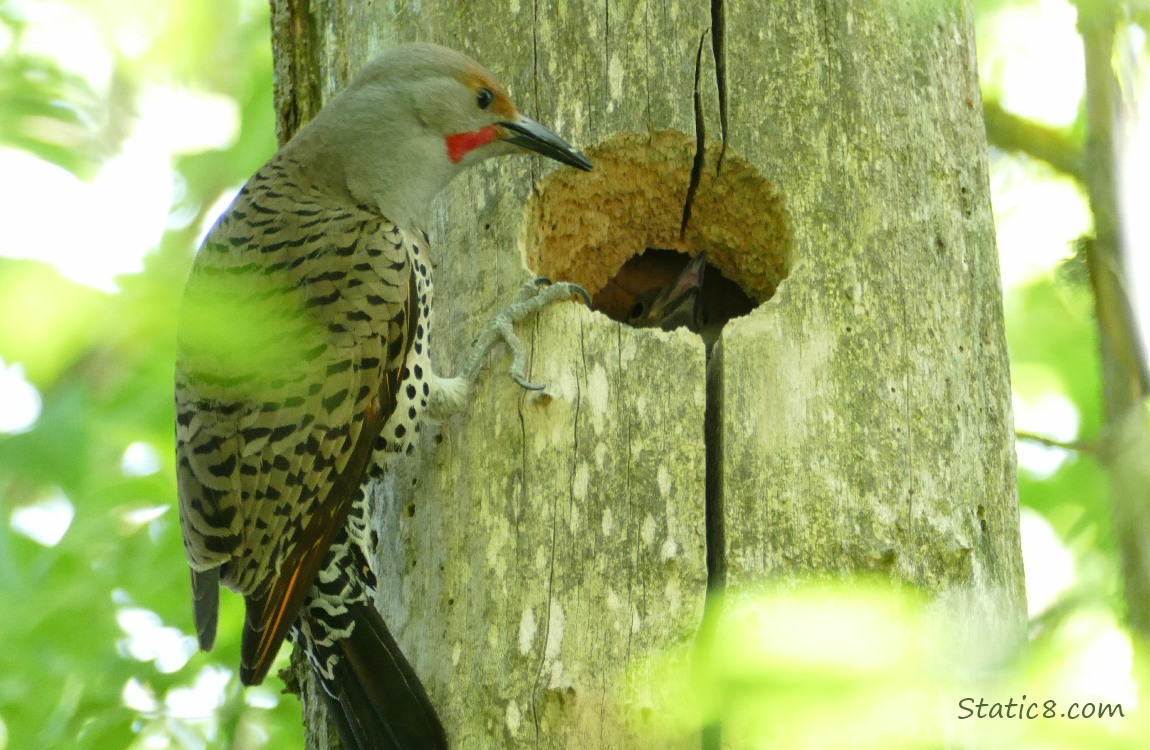 Parent Flicker looking into the nest hole