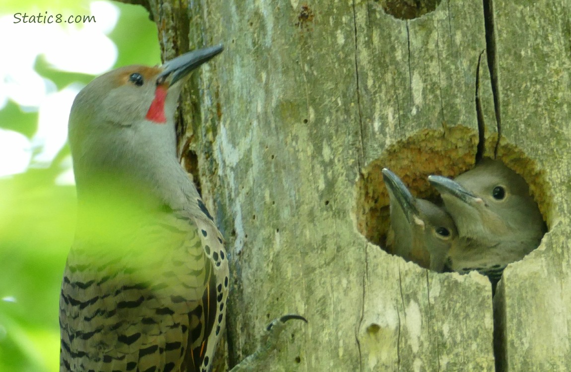 Parent Flicker and two babies at the nest hole