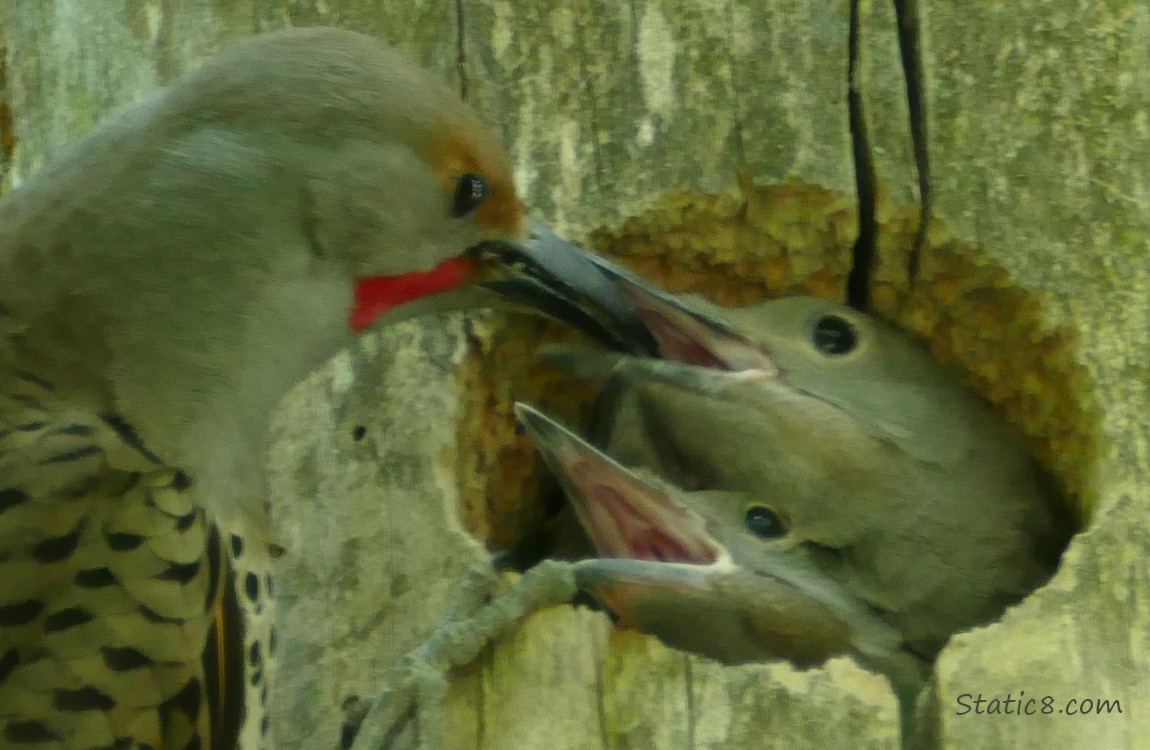 Parent Flicker and three babies at the nest hole