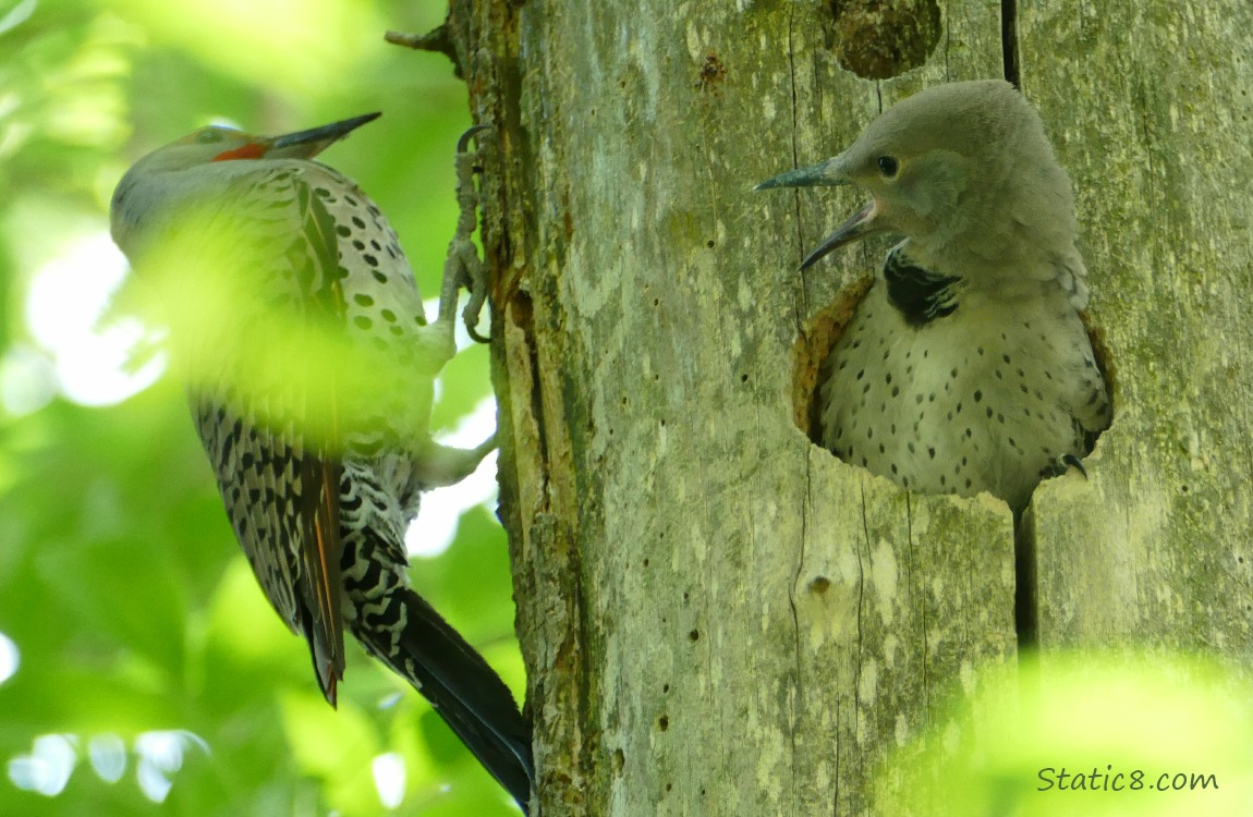 Flicker parent standing on the side of the tree while baby reaches from the nest hole