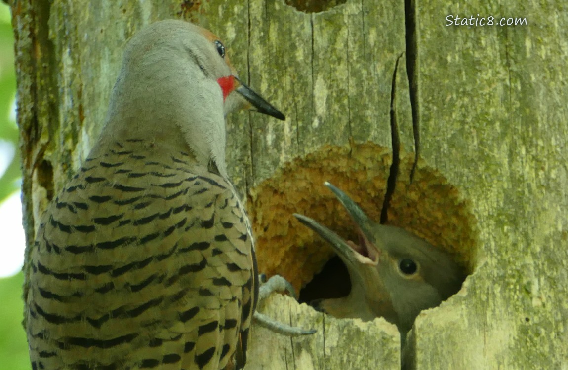 Parent Flicker with one baby at the nest hole