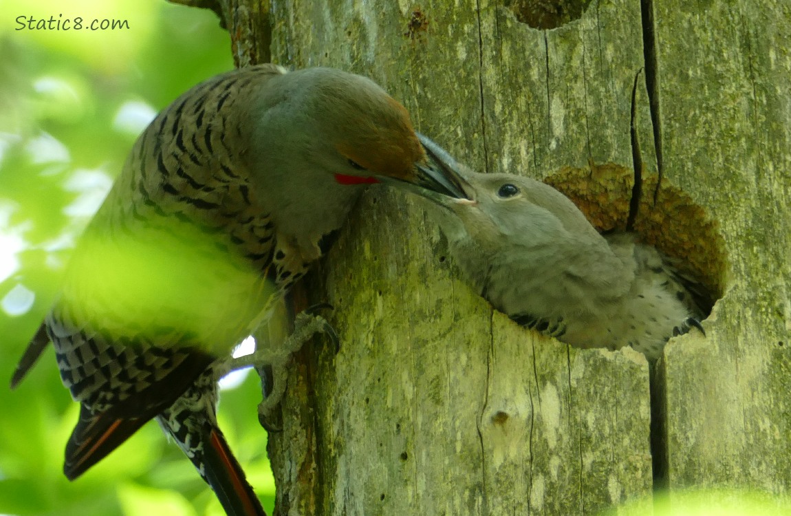 Parent Flicker feeds baby at the hole of the nest
