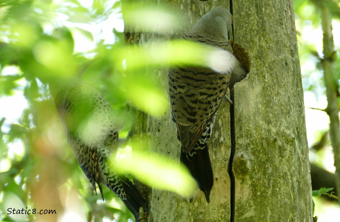 Flicker parents at the nest hole, with leaves blowing in front of them