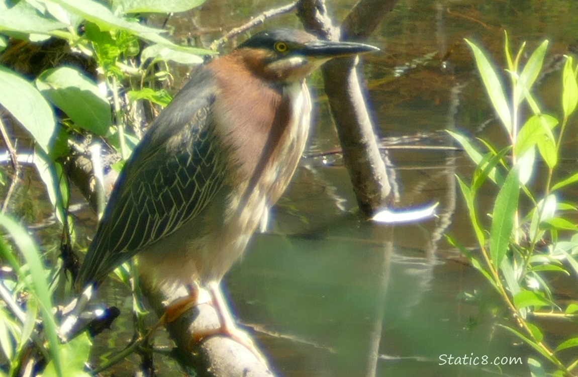 Green Heron standing on a branch near the bank of the creek