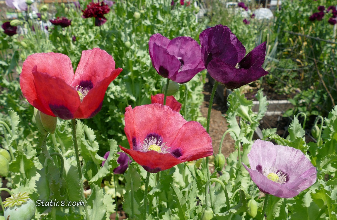 Breadseed Poppy blooms