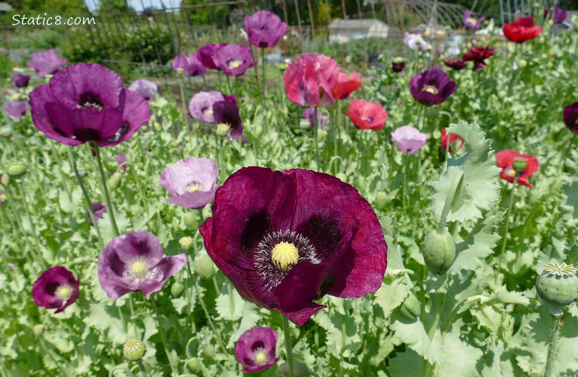 Breadseed Poppy blooms