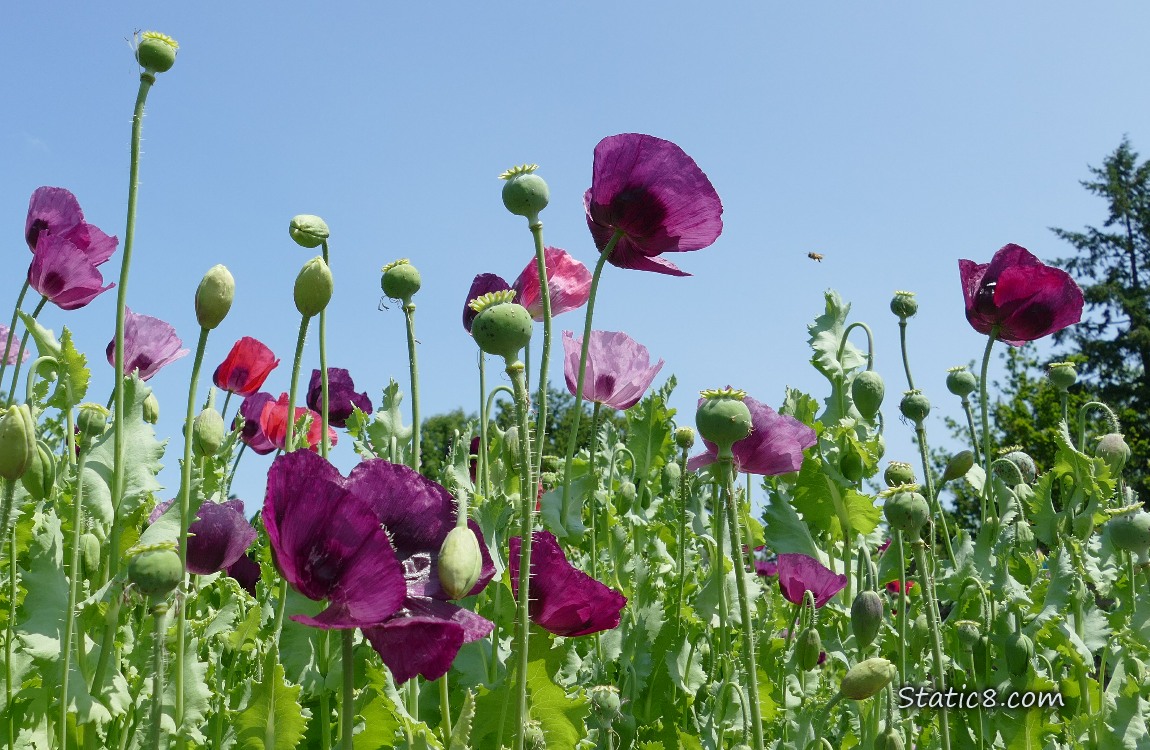 Breadseed Poppy blooms against the blue sky