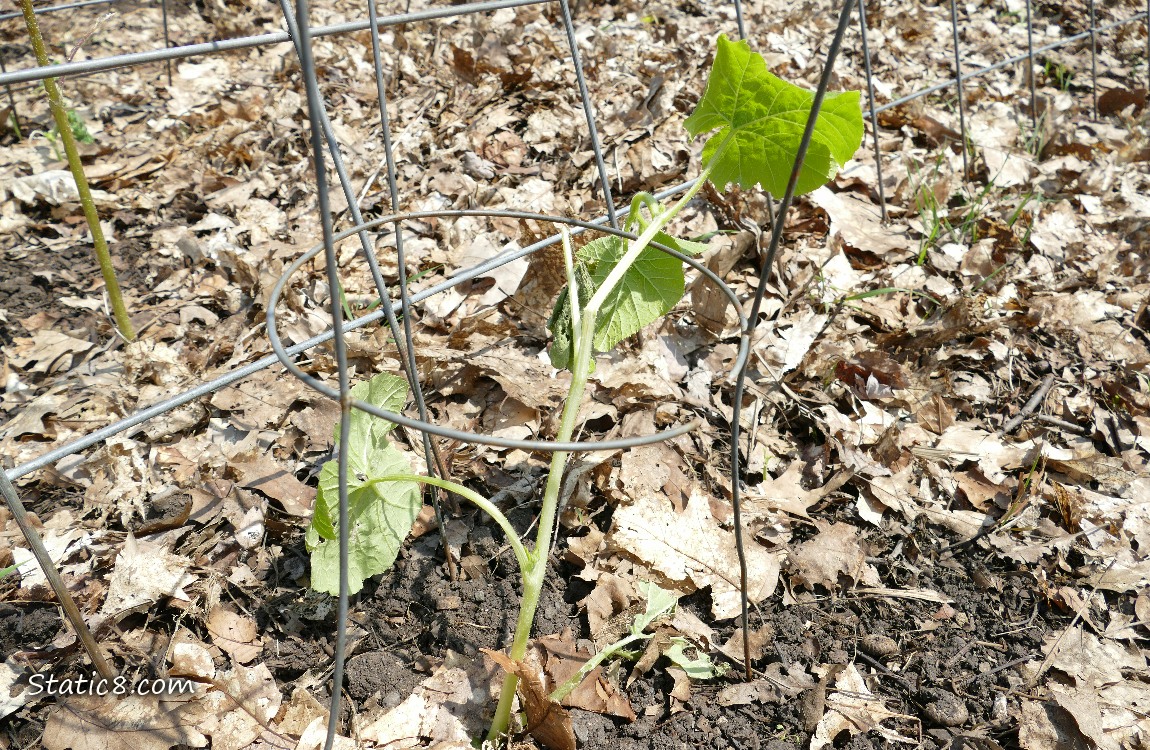 Squash plant