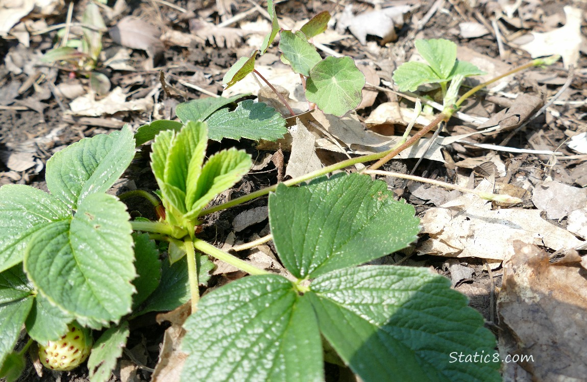 Small Nasturtium growing over a strawberry plant