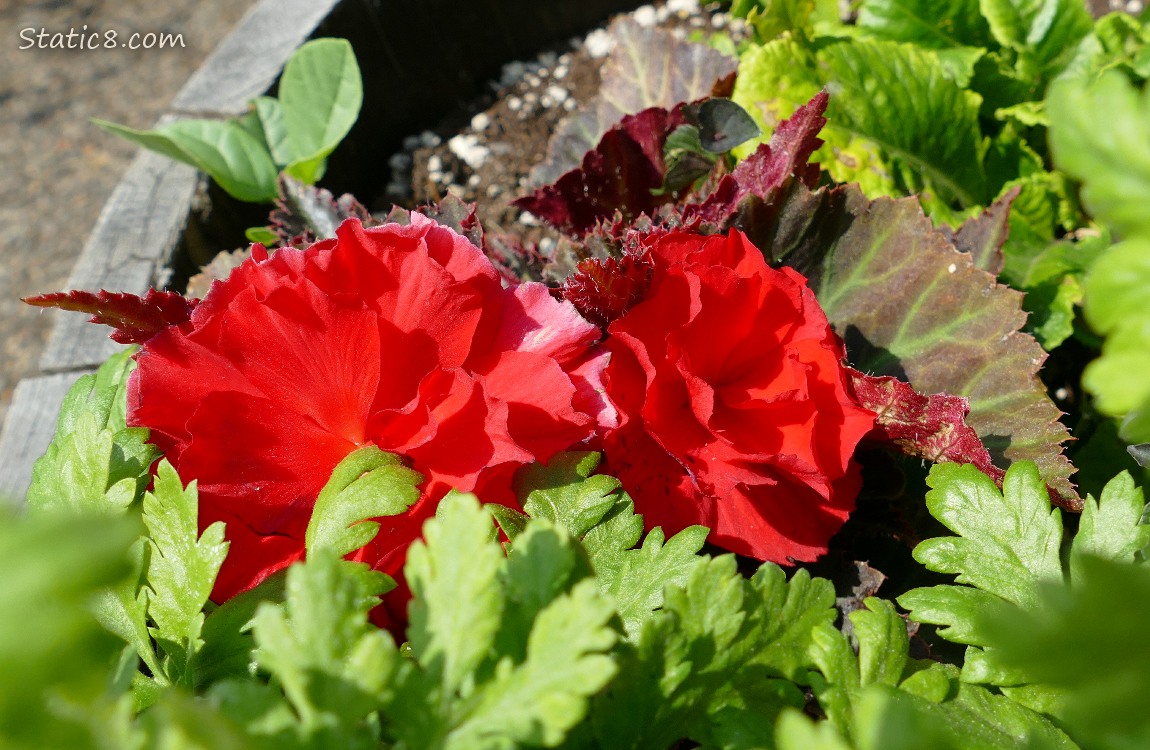 Tuberous Begonia bloom in a container