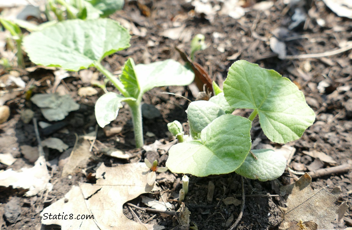 small squash plants growing in the ground