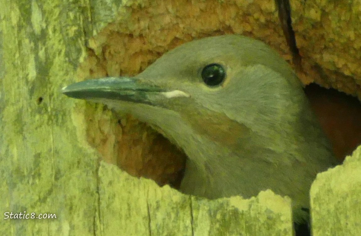 Flicker baby looking out from the nest hole