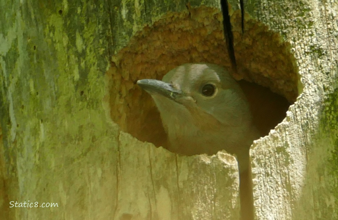 Flicker baby looking out from the nest hole