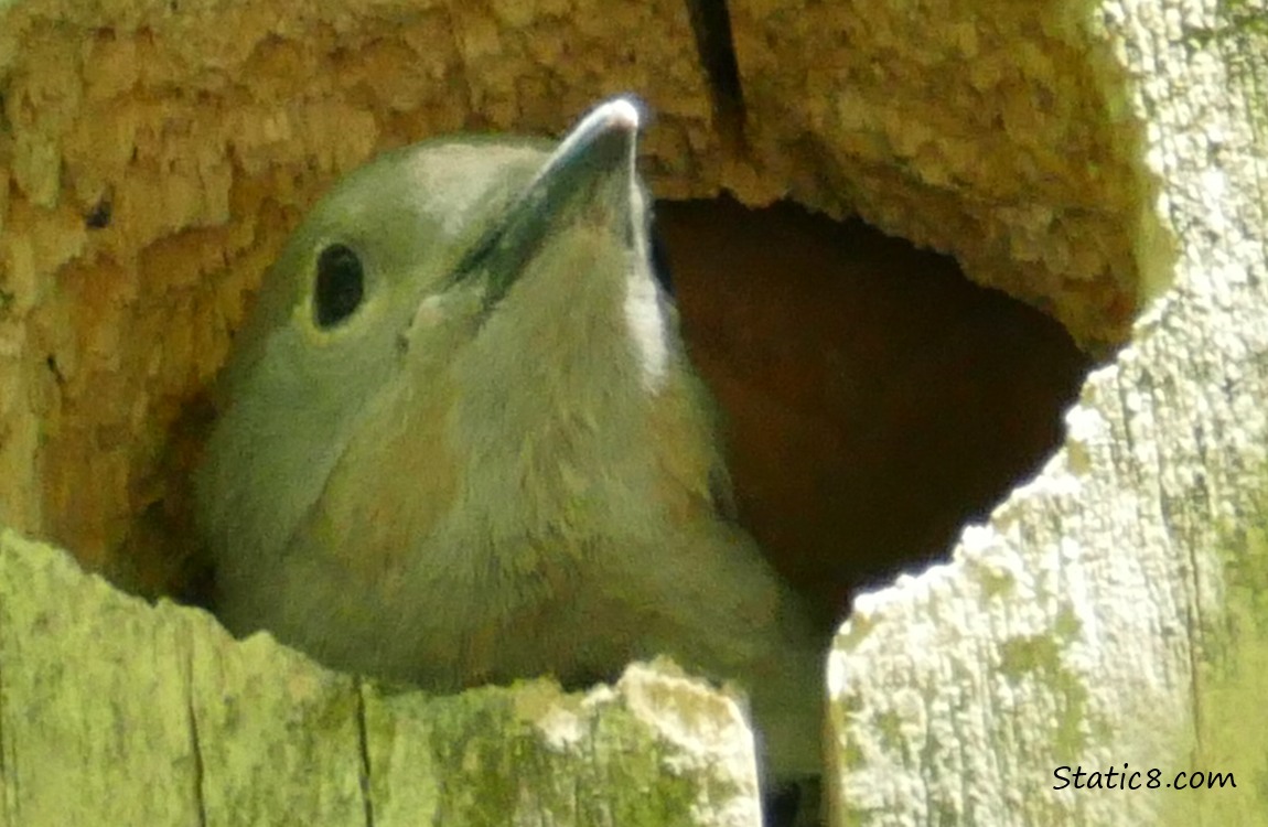 Flicker baby looking out from the nest hole