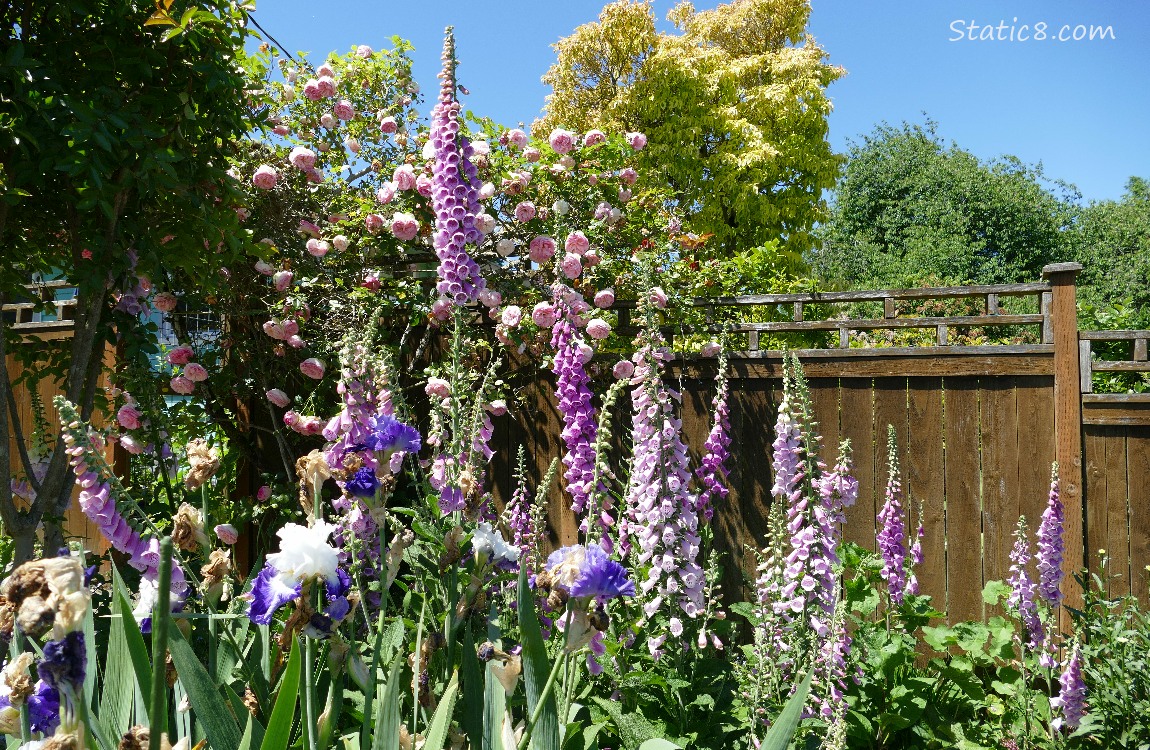 Foxglove blooms in front of a woood fence
