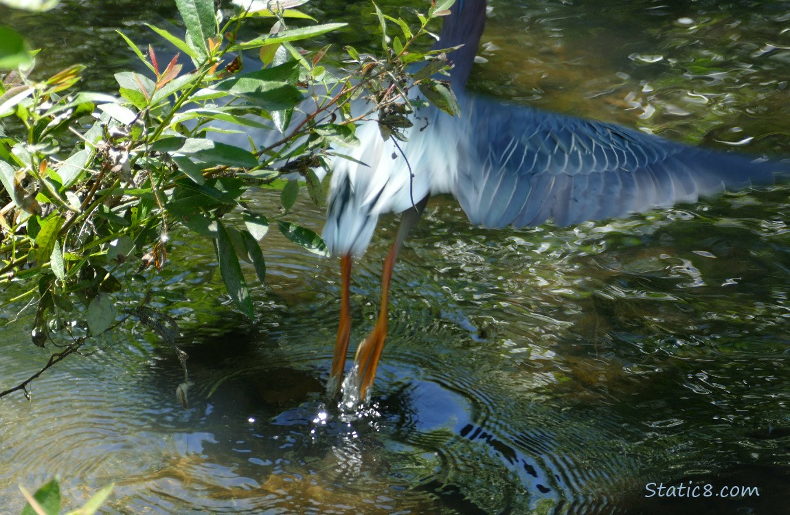 Green Heron flies away