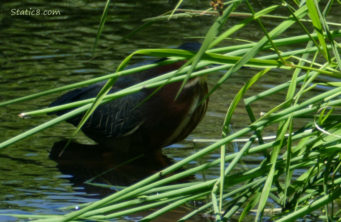 Green Heron behind long, green grasses