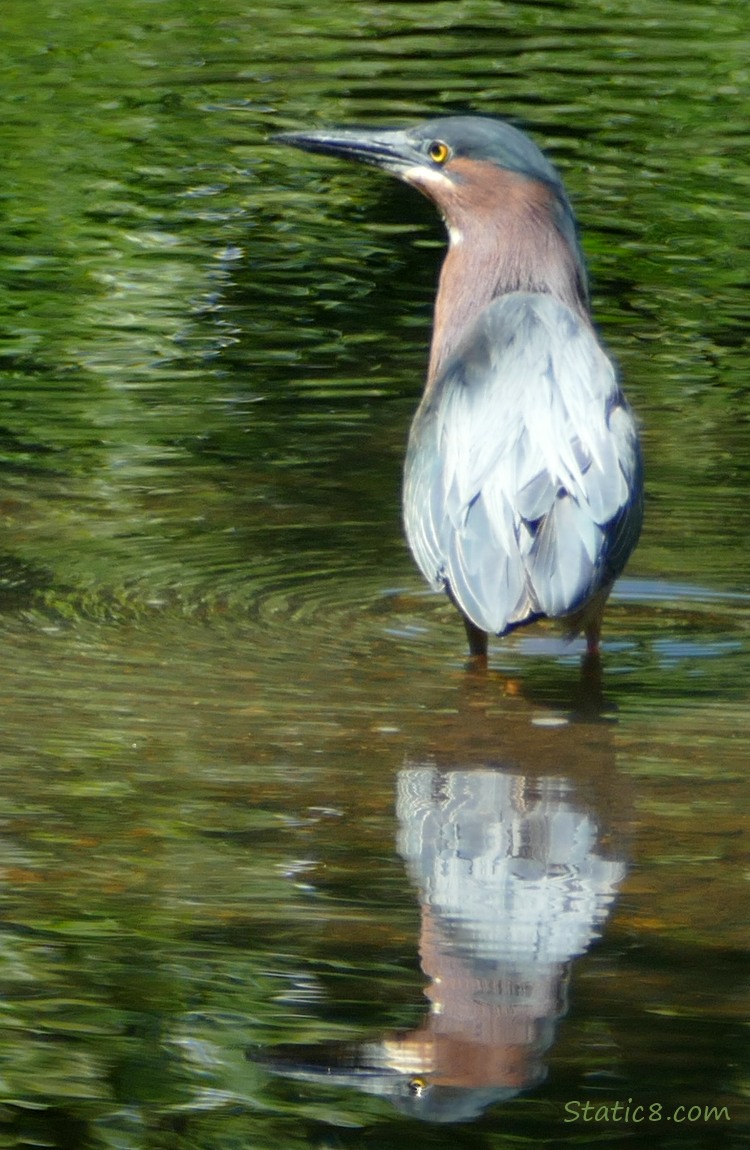 Green Heron standing in shallow water with his reflection