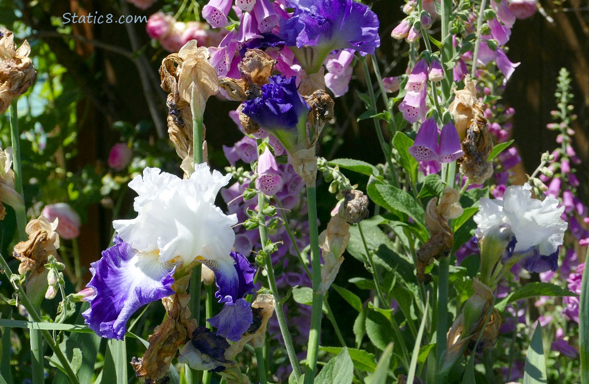 White and purple irises with foxglove blooms