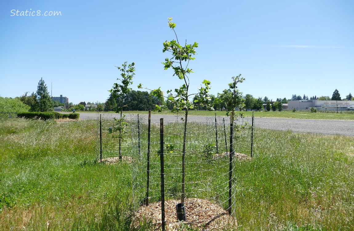 Saplings under a blue sky
